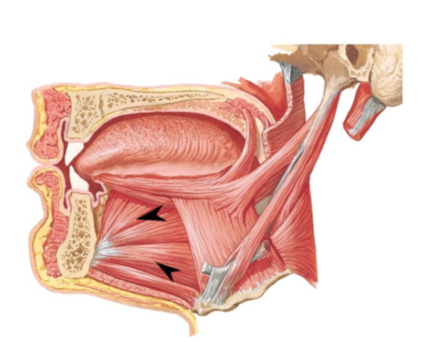 <p>What is this muscle</p>