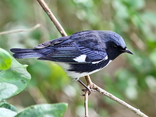 <p>Black-throated Blue Warbler</p>