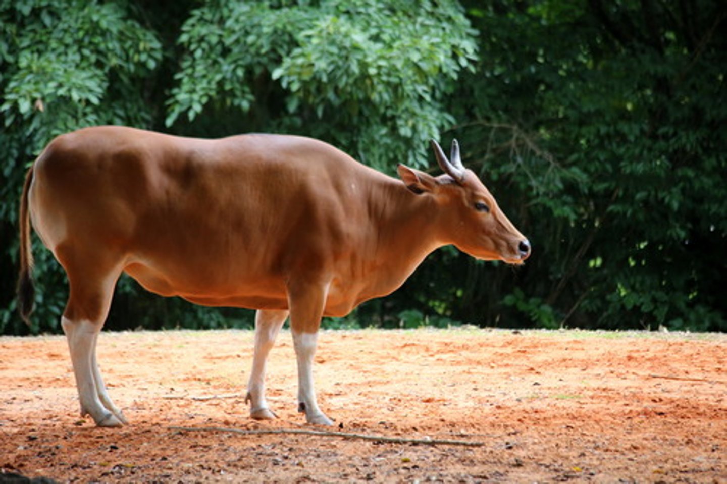 <p>Nocturnal, herds of 2-40(single bull), bali cattle= domesticated form, largest remaining natural populations in Java</p>