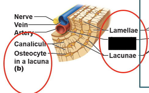 <p>this is a microscopic structure of a compact bone, what is this part called?</p>