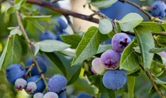 Vaccinium sect. Cyanococcus