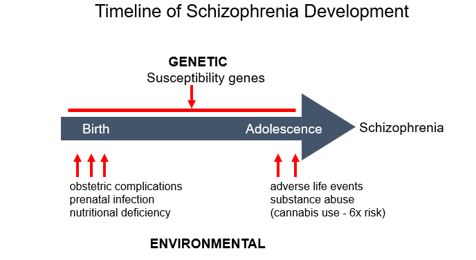 <ul><li><p>atypical development in schizophrenia takes place during 2 critical time points: early brain development and adolescence </p></li><li><p>early developmental insults may lead to dysfunction of specific neuronal networks that would account for premorbid signs </p></li><li><p>during adolescence, excessive synaptic pruning and loss of plasticity may account for the emergence of symptoms</p></li></ul>