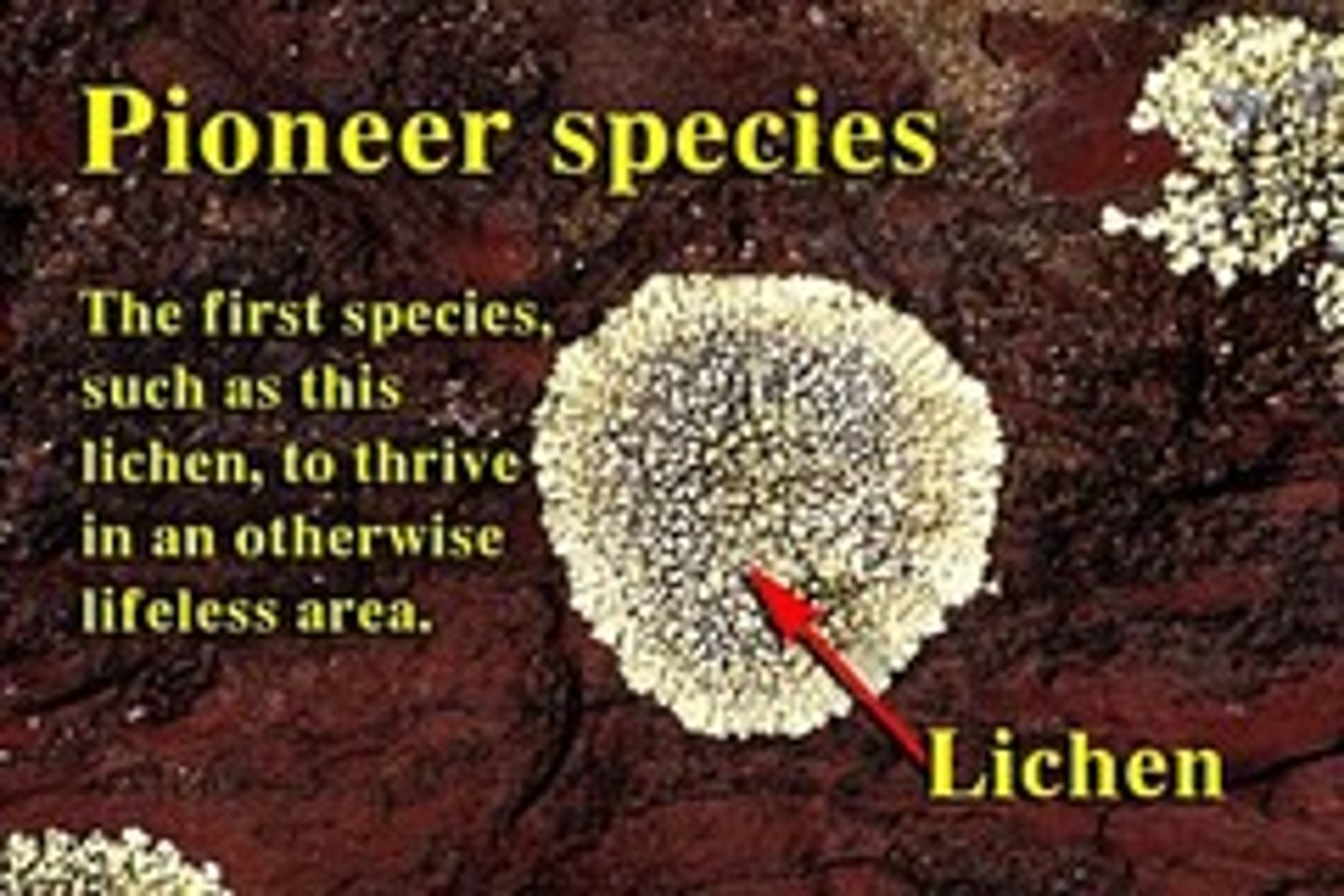 <p>first organisms to arrive in an area and usually grow on rock(Lichen and Moss)</p>
