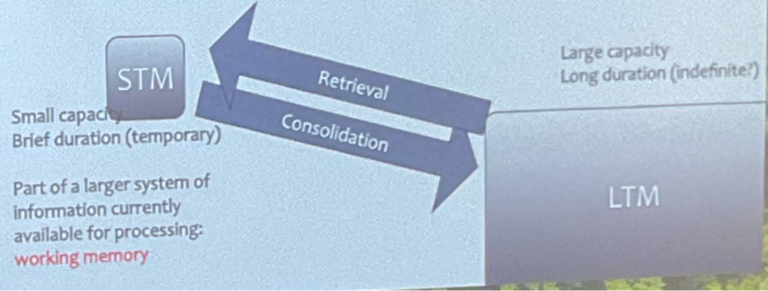 <ul><li><p>model has a large duration, going back and forth from STM to LTM</p></li><li><p><strong>Interference</strong>: competition between items preventing consolidation</p><ul><li><p>Reconsolidation massed vs spaced training</p></li></ul></li><li><p>Encoding: consolidating a representation of info into memory</p></li></ul><p></p>