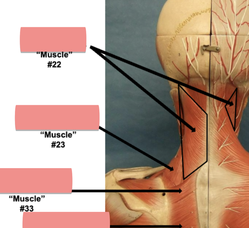 <p>Label muscle #33 </p>