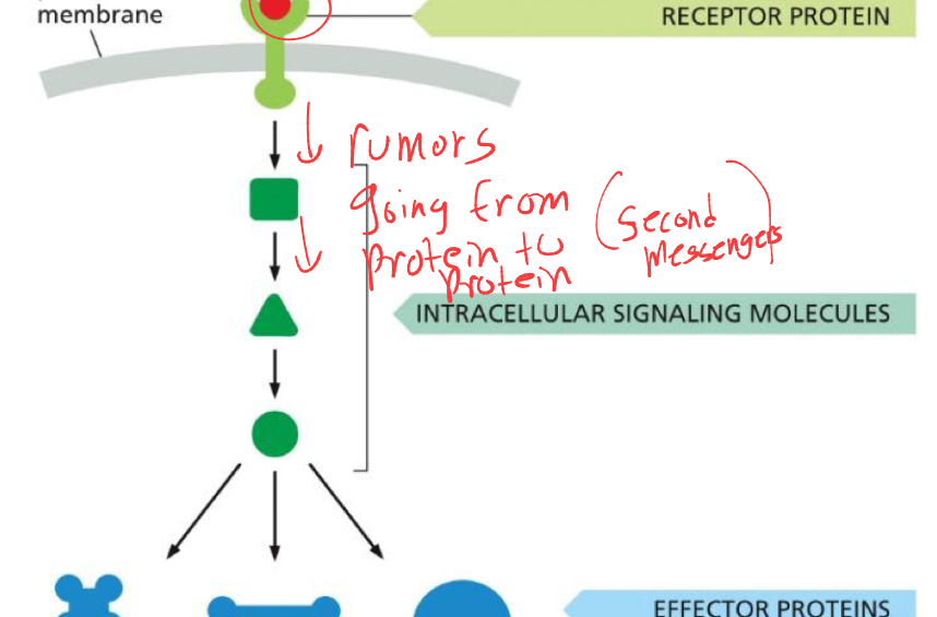 <ol><li><p>signaling by protein phosphorylation </p></li><li><p>signaling by GTP binding proteins</p></li></ol><p>because we need the cell to be able to go from active to inactive and reset quickly, because having something turned on too long is bad. </p>