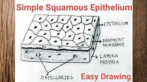 <p>Simple Squamous Epithelial</p>