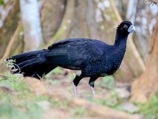 <p>Blue-Billed Currasow</p>