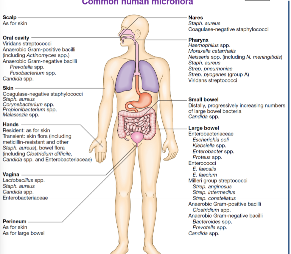 <ul><li><p>mostly in bowels as we know their used to break down bile acid, increase calcium absorption, makes vitamin B12, K, iron, calcium</p></li></ul><p></p>