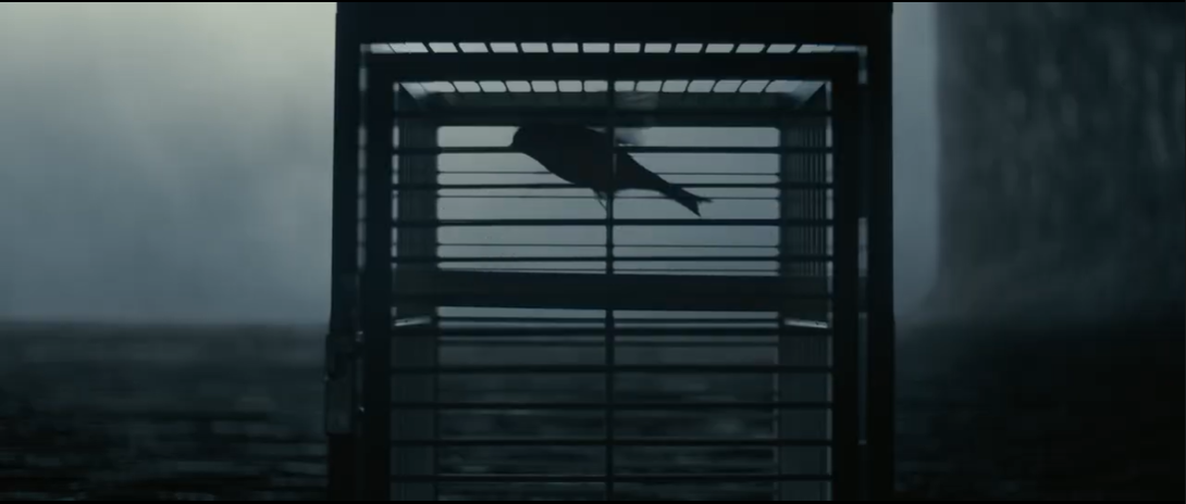 <p>Canary flitting about and tweeting</p>