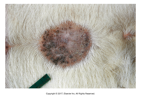 <p>"Crown thread"</p><ul><li><p>Found: In United States</p></li><li><p>Transmitted by the horn fly Haematobia irritans​</p></li><li><p>Cause dermatitis along ventral midline, near umbilicus​</p></li><li><p>Starts as small red papillae, then larger areas of pruritus and alopecia with a thick, moist crust​</p></li><li><p>Adults and microfilariae can be found in skin scrapings​</p></li><li><p>Must be careful not to confuse skin microfiliariae with Rhabditis strongyloides which is present in almost all domesticated animals and can also cause dermatitis</p></li></ul><p></p>