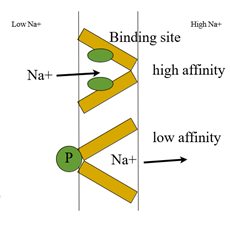 principle of active transport 

·Interior cavity transports molecule.

· Alternating access – protein has 2 conformations. Access to one side or another.

· Binding site has different affinities in the 2 conformations.

· Energy input required to drive conformational and binding affinity change.

· Energy input can be light (bacteriorhodopsin) or conc grad or proton grads in secondary transporters. 