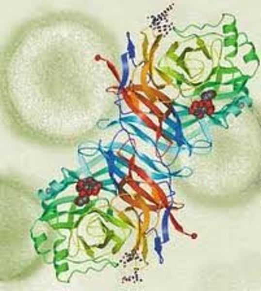 <p>the study of sets of proteins and their properties</p>