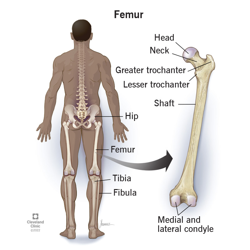 <ul><li><p>Head of femur</p></li><li><p>Neck of Femur</p></li><li><p>Greater trochanter</p></li><li><p>Lesser trochanter</p></li></ul><p></p><ul><li><p>Medial condyle</p></li><li><p>Lateral condyle</p></li></ul><p></p>