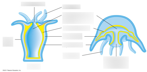 <p>Label and function of cnid</p>