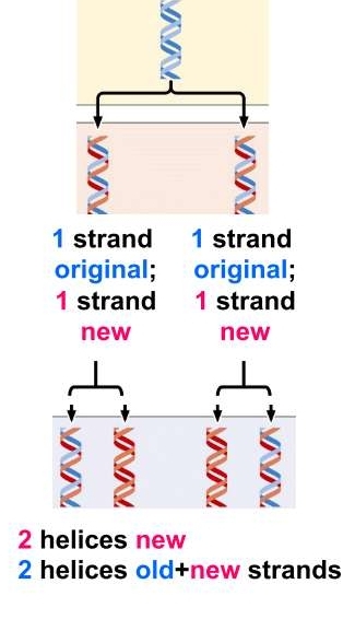uses 1 strand original one strand new