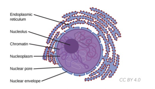 * All living organisms are composed of one or more cells
* Cell is the basic unit of structure, fxn, and organization in all organisms
* All cells come from pre-existing, living cells
* Cells carry hereditary info