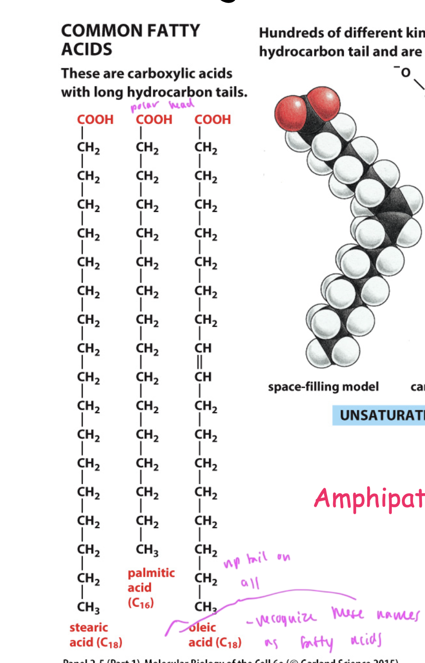 <ul><li><p>stearic acid</p></li><li><p>oleic acid</p></li><li><p>palmitic acid</p></li><li><p>all have a np tail and polar head group</p><ul><li><p>all are carboxylic acids with hydrocarbon tails</p></li></ul></li></ul><p></p>