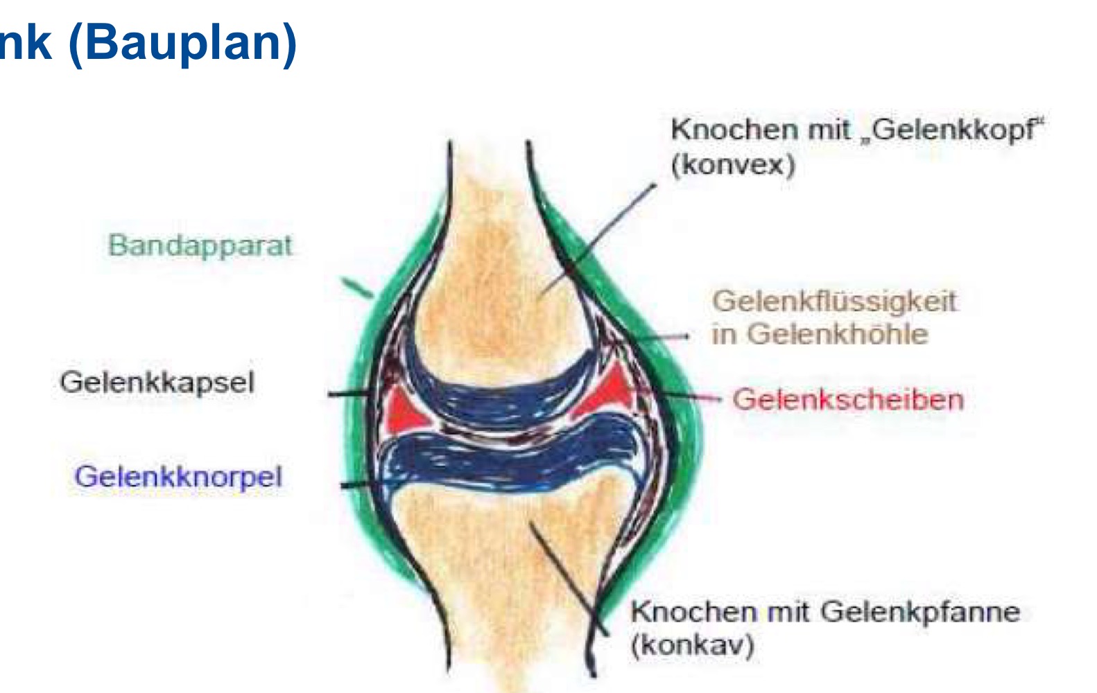 <p>Bauplan Gelenk</p>