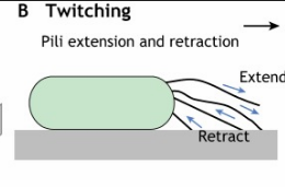 <p>Twitching motility. Allows for movement along solid and mucosal surfaces. </p><p><em>Like inchworm.</em></p>