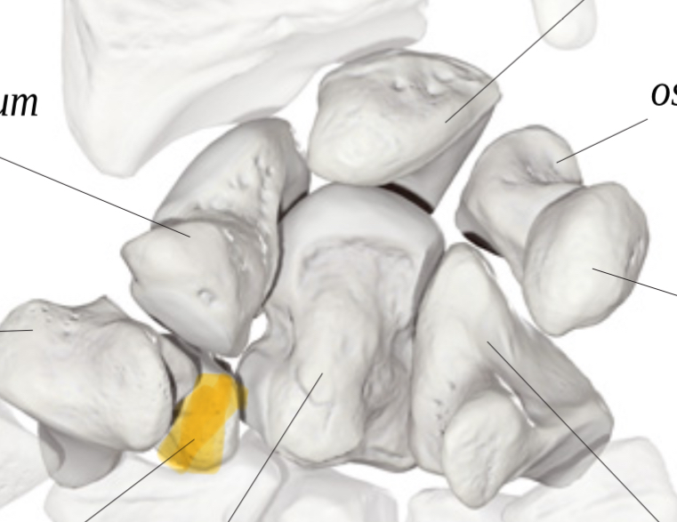 <p>Hoe heet dit bot?</p>