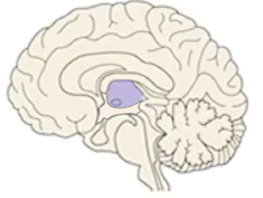<p>Name this part of the brain:</p>
