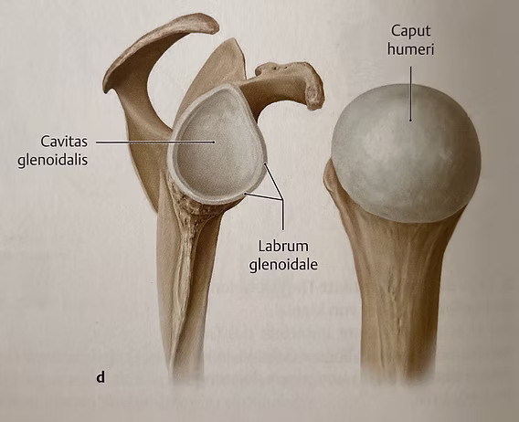 <p>Labrum glenoidale</p>