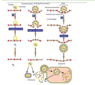 <ol><li><p>Algunos virus desnudos transfieren directamente su nucleoide a través de la membrana plasmática, de manera que permanecen fuera la cápside.</p></li><li><p>Algunos virus recubiertos por bicapa lipídica penetran al fusionarse su envoltura con la membrana plasmática. La cápside es destruida en proteosomas.</p></li><li><p>Otros virus con envoltura penetran por endocitosis mediada por receptor.</p></li></ol><p></p>