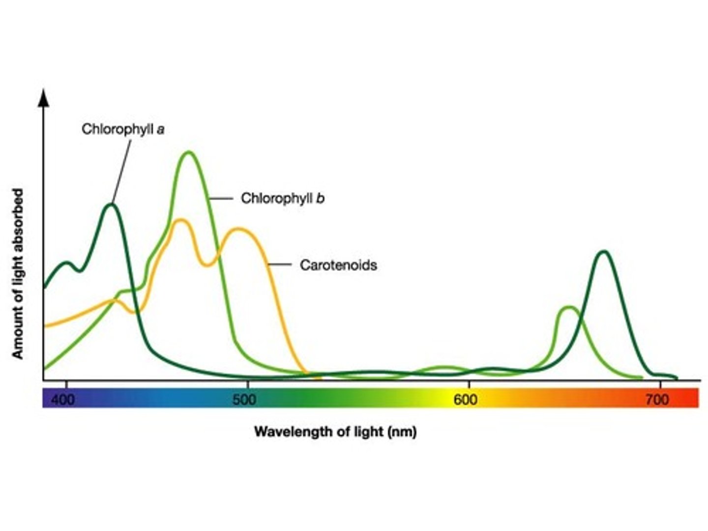 <p>A graph of light absorption versus wavelength of light; shows how much light is absorbed at each wavelength.</p>