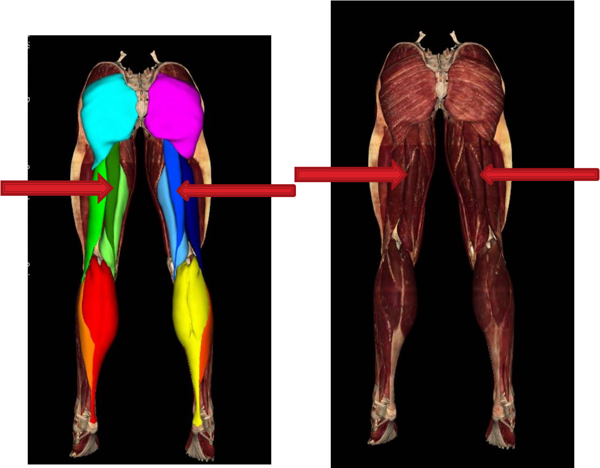 <p><strong>origin:</strong> ischial tuberosity (ischium)</p><p><strong>insertion:</strong> medial superior part of tibia</p><p><strong>innervation:</strong> tibial division of sciatic nerve (L5-S2)</p><p><strong>action:</strong> <mark data-color="red">-extend thigh</mark></p><p><mark data-color="red">-knee flexion</mark></p><p>-medially rotate leg when knee is flexed</p><p>-extend trunk when thigh and leg are flexed</p>