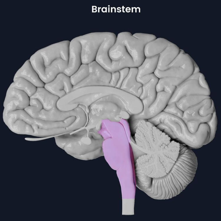 <p>base of brain. contains medulla, pons, and midbrain. </p>