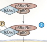 <p><strong>p65/p50</strong>: Vanligast. Heterodimer som transkriberar proinflammatoriska mediatorer. </p><p><strong>p50/p50</strong>: Homodimer som transkriberar anti-inflammatoriska mediatorer. </p>