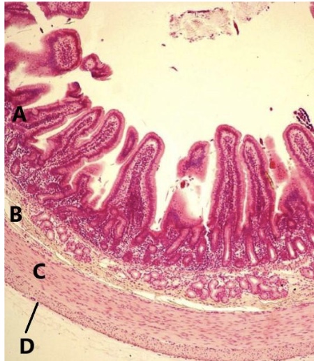 <p>What tissue is this?</p>