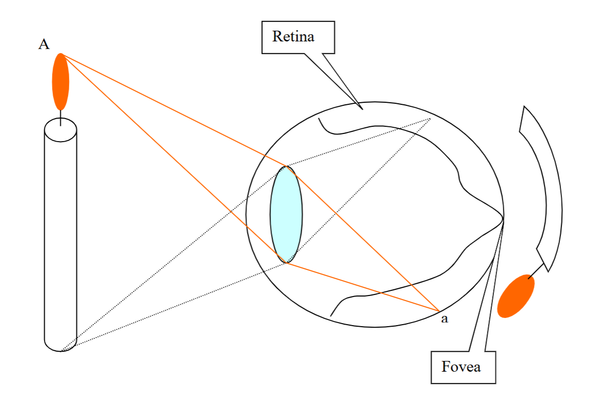 <p>Light at point a (near the fovea) will affect the activity of retinal cell in location&nbsp;“a” in the retinal”</p><p>Cells in different locations in the retina have receptive fields in different locations in the visual fields</p>