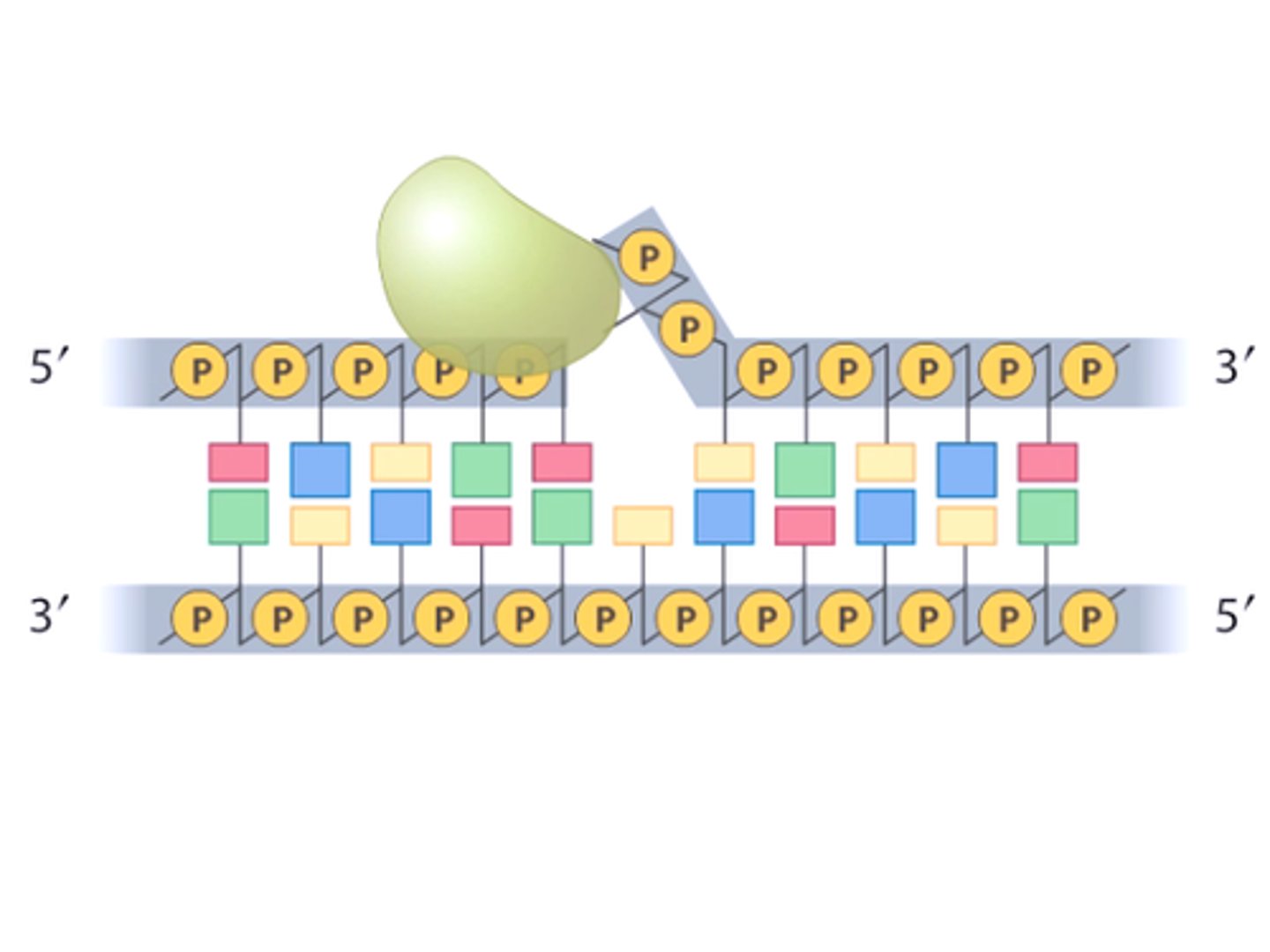 <p>In transcription, the nucleotide position on the promoter where RNA polymerase begins synthesis of RNA.</p>