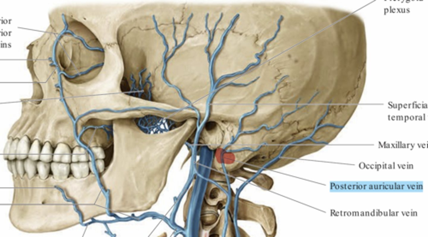 <p>Ansluter till vena externa</p>