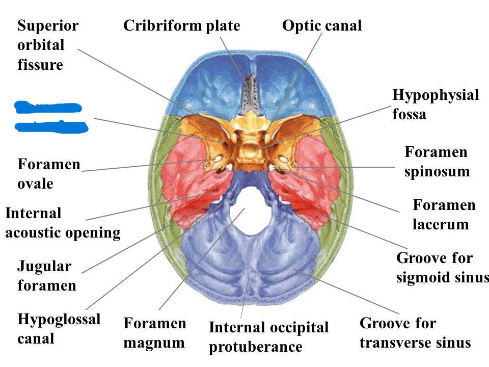 <p>Which part of the skull?</p>