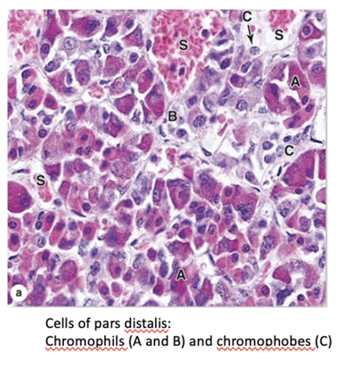 <p>What are the two main groups of cells in the anterior pituitary? (2)</p>