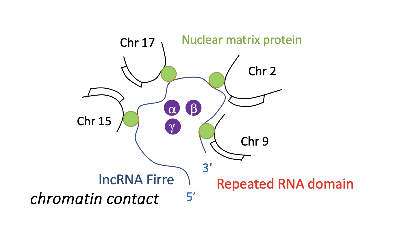 <p>lncRNA Firre which assembles multiple chromosomes together by recruiting nuclear matrix proteins that recognises sequences on chromosomes along with specific sequences repeated RNA domains on lncRNA Firre&nbsp;</p>