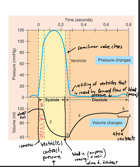 <p>definition- events involved w/blood flow through the heart during one heart beat</p><ul><li><p>systole- ventricular contraction phase</p></li><li><p>diastole- ventricular relaxation phase </p><ul><li><p>ventricle filling happens in absence of atrial contraction </p></li></ul></li></ul><p></p><p>vocab:</p><ul><li><p>end-diastolic volume(EDV)- amt of blood in ventricles at end of diastole </p></li><li><p>end-systolic volume (ESV)- amt of blood left in ventricles at end of systole</p></li><li><p>stroke volume(SV)- amt of blood ejected during systole (EDV-ESV)</p></li><li><p>ejection fraction (EF)- SV/EDV (usually 50-75% at rest)</p></li></ul><p></p>