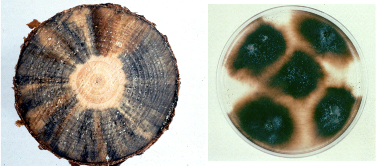 <p>Appearance: blue/black radially oriented areas. Occurs in sapwood/wood in service such as joinery. Caused by fungal infections, may be beetle-associated, pigment release. Causes an increase in permeability and some decrease in permeability</p>