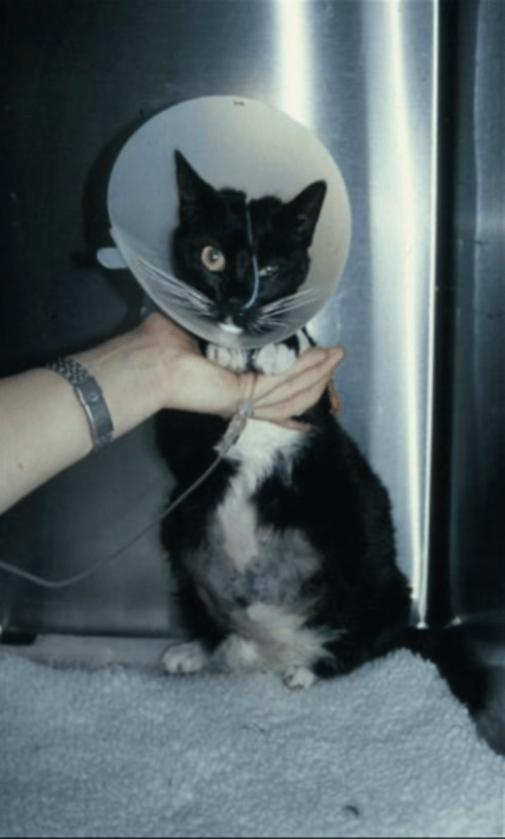 <p>What type of tube should you use to provide feed from short to medium term <em>(days to a couple weeks)</em>?</p>