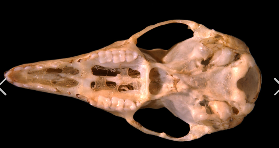 <p>Order Paucituberculata</p>