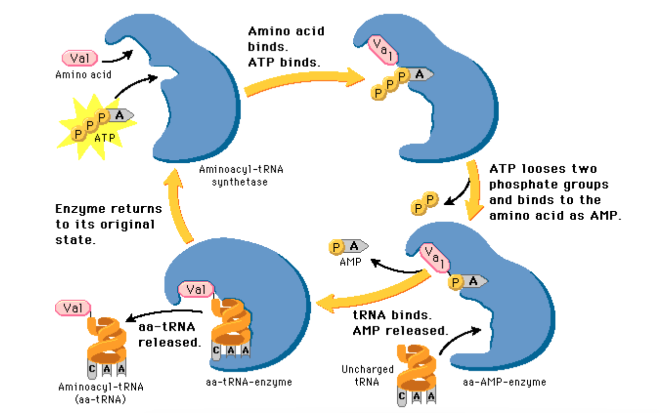 <ol><li><p>Amino acid binds; Atp binds.</p></li><li><p>ATP looses two phosphate groups and binds to the amino acids as AMP.</p></li><li><p>tRNA binds; AMP is released</p></li><li><p>AA-tRNA is released.</p></li><li><p>Enzyme returns to its original state.</p></li></ol><p></p>