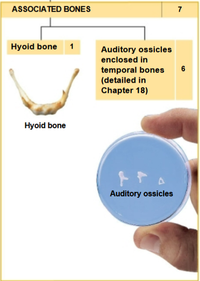 <ul><li><p>3 pairs of auditory ossicles</p></li><li><p>Hyoid is <strong>unpaired</strong></p></li></ul><p></p>