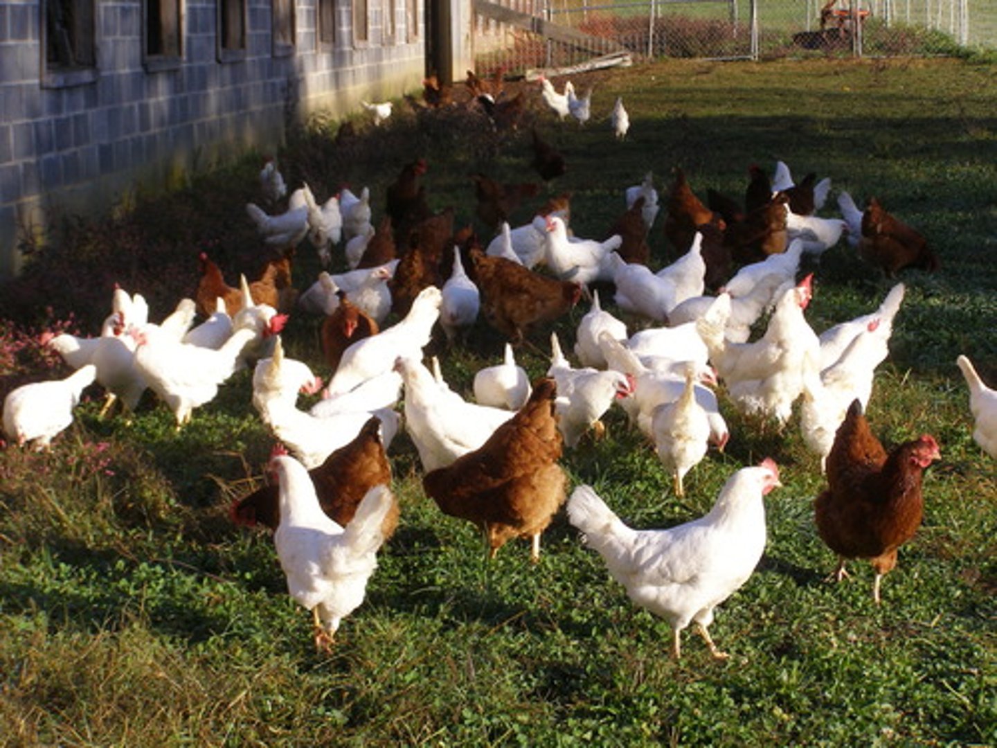 <p>eggs from hens that are allowed to roam freely</p><p>I only buy ---- from the farmer's market.</p>