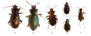 <p>Long, thin segmented antennae, front part of legs are thicker, while back part of legs are very thin with a bunch of tiny v shapes, abdomens are seed-shaped, thoraxes are like a very round, squarish trapezoid, eyes on the side of their heads, thin, segmented mandibles, Class Insecta, Order Coleoptera, called ground beetles, tiger beetles</p>