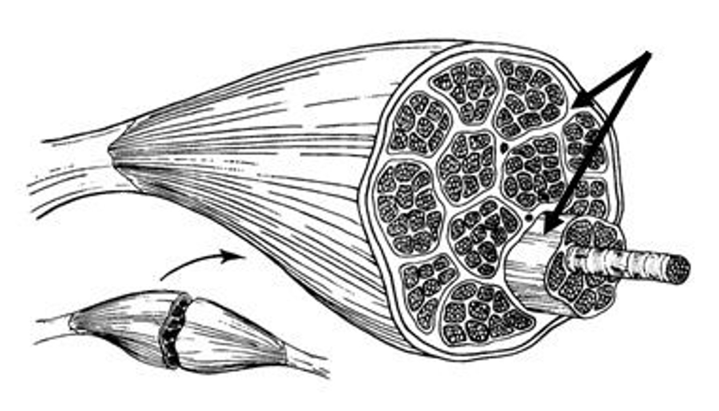 <p>Membrane that wraps around a fascicle</p>