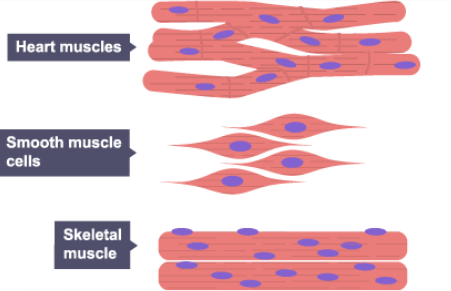 <p><strong>MUSCLE CELL</strong></p>