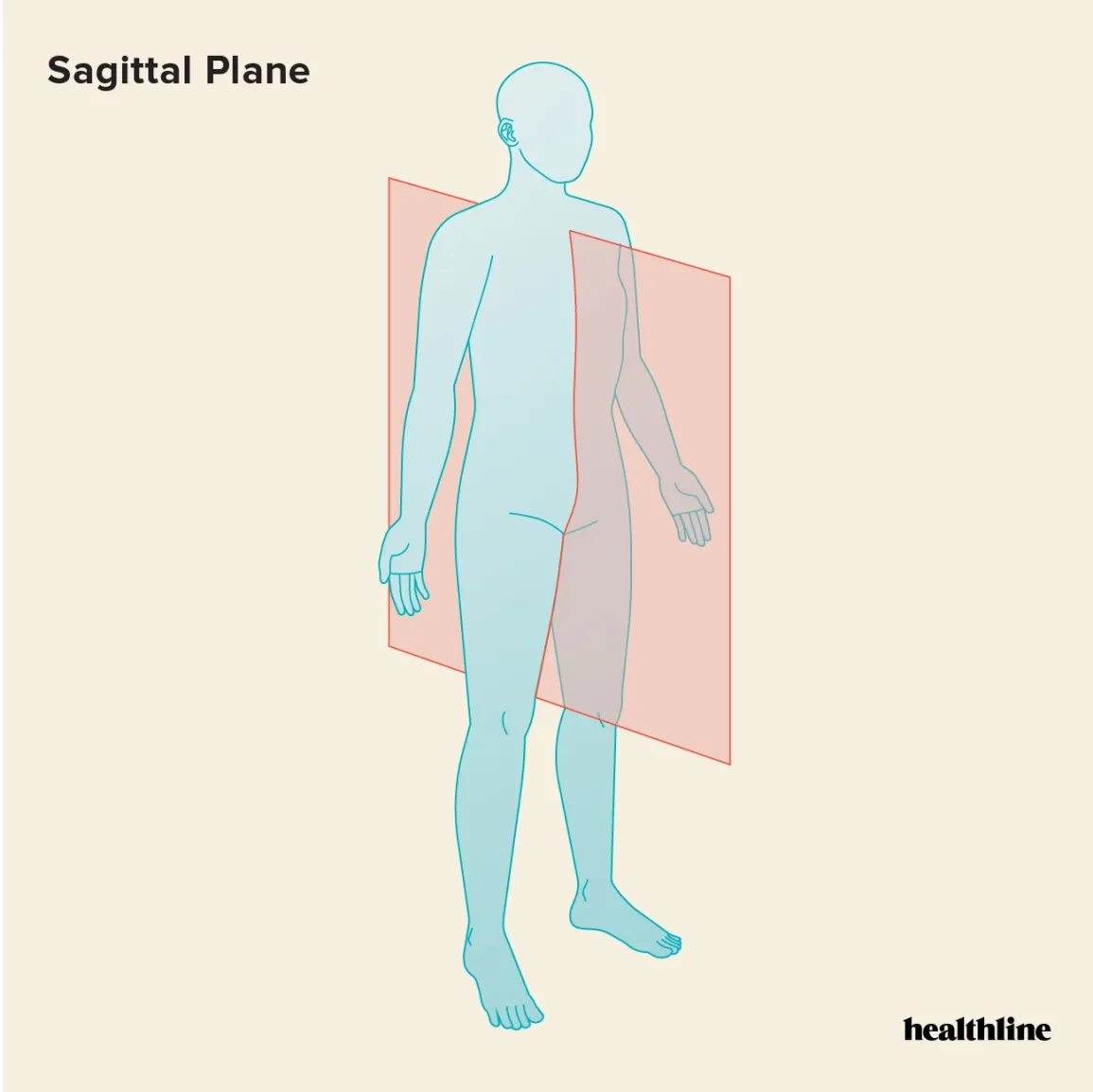 <p>A body plane that divides the body into right and left portions.</p>